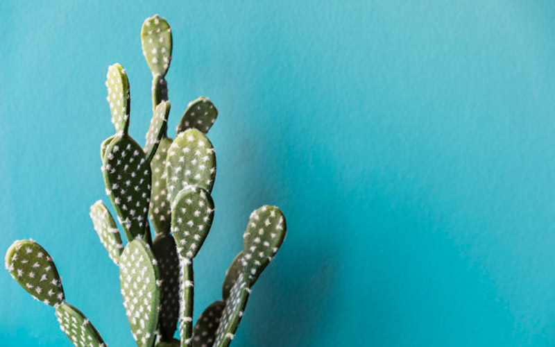cactus blog cactus blog
